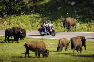 Crazy Buffalo. Very Dangerous animals. 