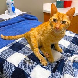 Artie cat that needs help - Easy Recovery with matching contribution